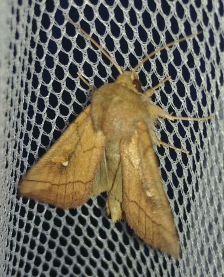 Mythimna conigera 