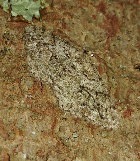 Peribatodes secundaria 