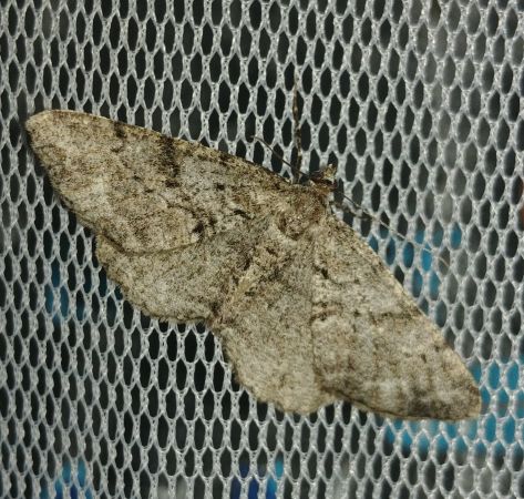 Peribatodes secundaria 