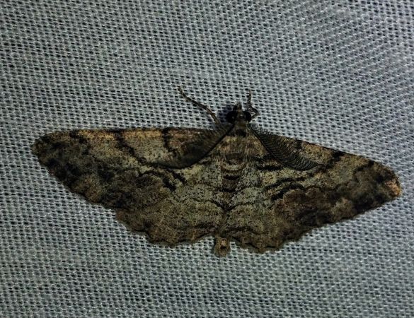 Peribatodes secundaria 