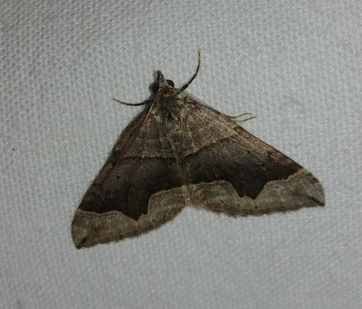 Scotopteryx moeniata 