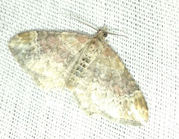 Xanthorhoe spadicearia 