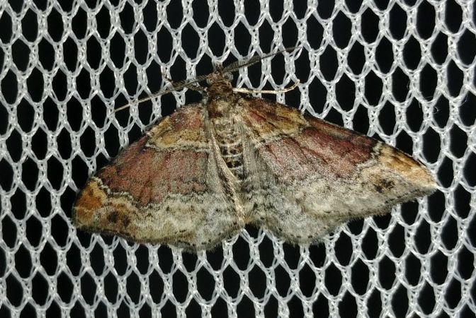 Xanthorhoe spadicearia 