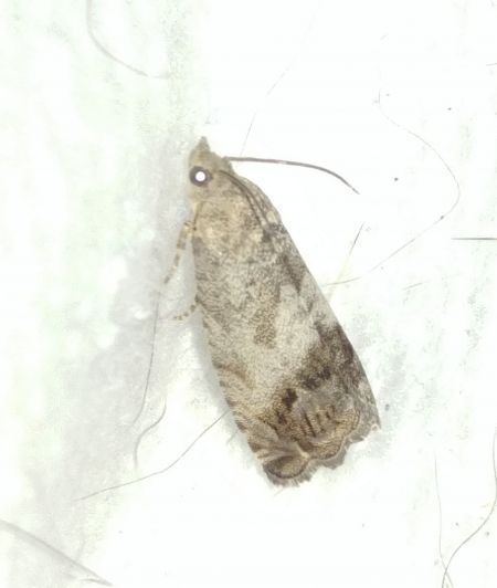 Cydia splendana 