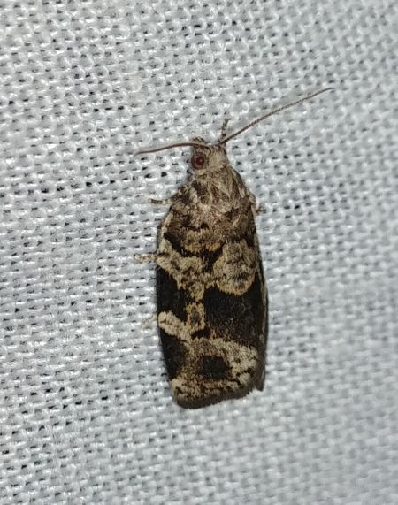 Dichelia histrionana 