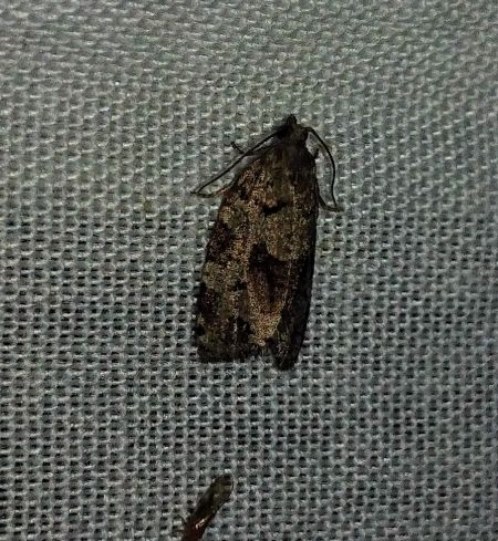 Dichelia histrionana 