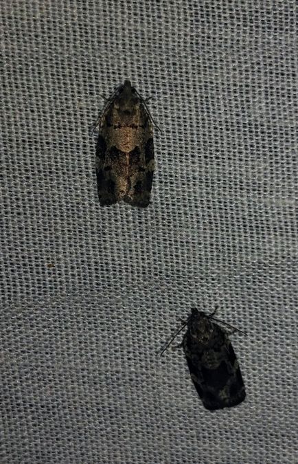 Dichelia histrionana 