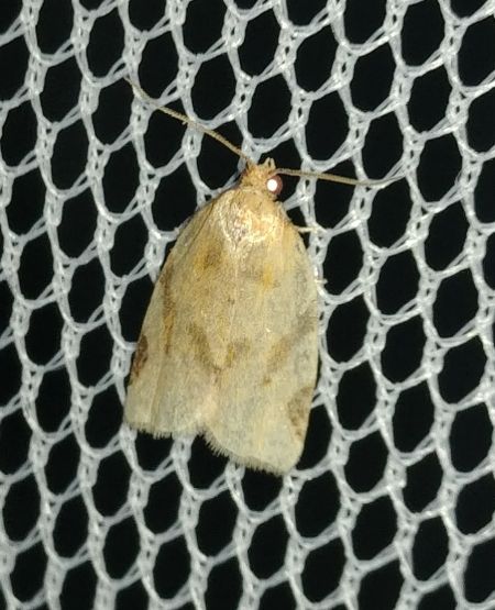 Paramesia gnomana 