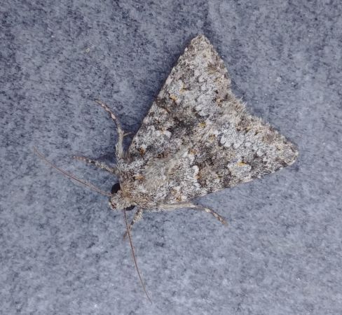 Hecatera dysodea 