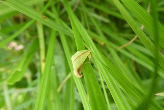 Rhodometra sacraria  - Françoise Rauzieres (TGB-SSNTG)