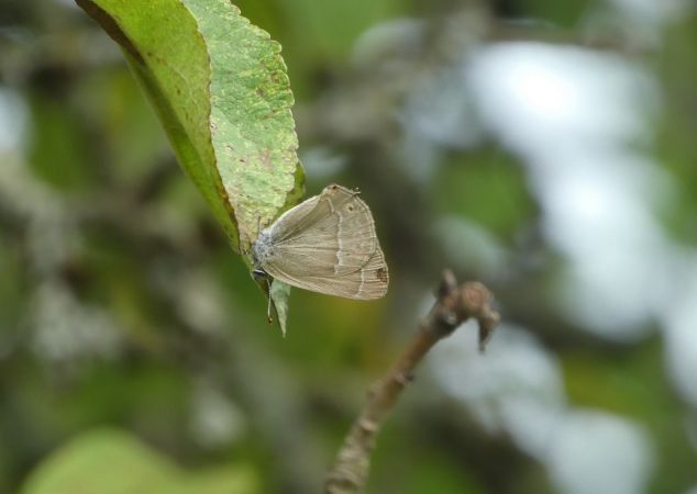 Thécla du chêne  - Françoise Rauzieres (TGB-SSNTG)
