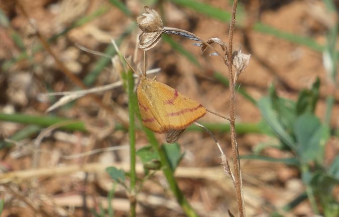 Lythria purpuraria  - Françoise Rauzieres (TGB-SSNTG)