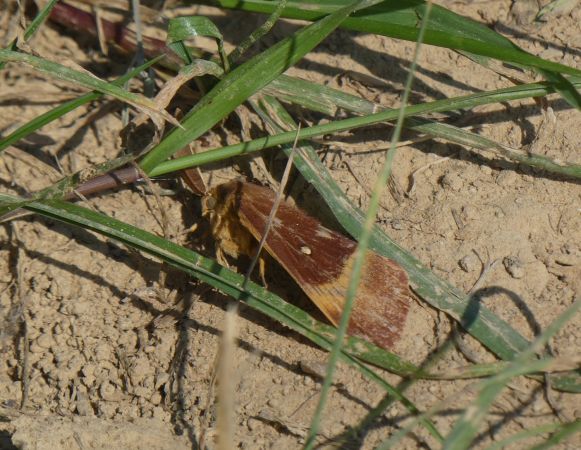 Bombyx du Chêne  - Françoise Rauzieres (TGB-SSNTG)