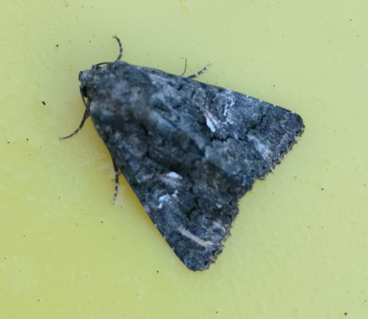 Aedia leucomelas  - Françoise Rauzieres (TGB-SSNTG)