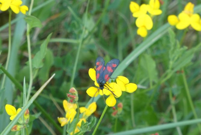Zygaena indéterminé  - Françoise Rauzieres (TGB-SSNTG)