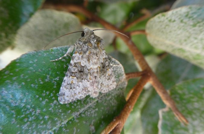 Hecatera dysodea  - Françoise Rauzieres (TGB-SSNTG)