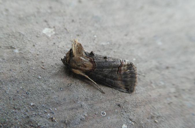 Abrostola triplasia  - Françoise Rauzieres (TGB-SSNTG)