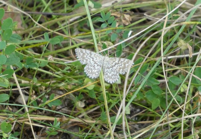 Scopula tessellaria  - Françoise Rauzieres (TGB-SSNTG)