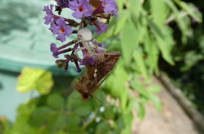 Chrysodeixis chalcites  - Françoise Rauzieres (TGB-SSNTG)