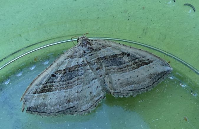 Costaconvexa polygrammata  - Françoise Rauzieres (TGB-SSNTG)