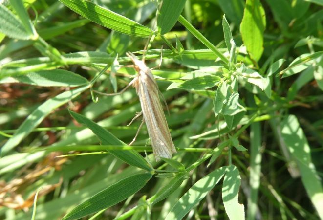 Crambus indéterminé  - Françoise Rauzieres (TGB-SSNTG)