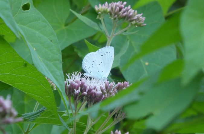 Holly Blue  - Françoise Rauzieres (TGB-SSNTG)