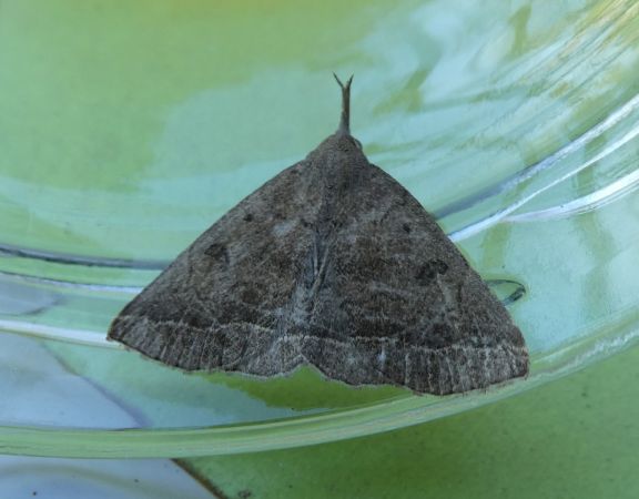 Zanclognatha lunalis  - Françoise Rauzieres (TGB-SSNTG)