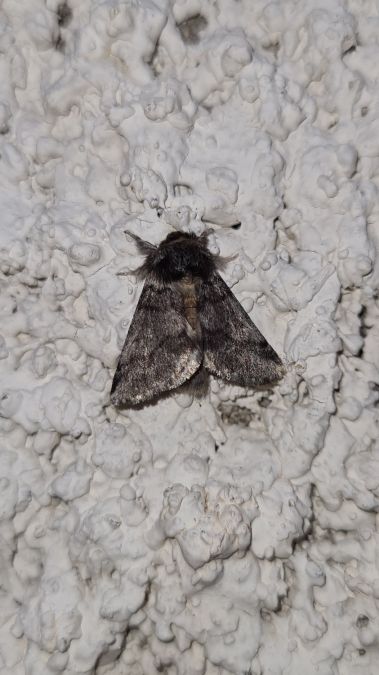 Processionnaire du Chêne  - Françoise Rauzieres (TGB-SSNTG)