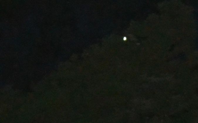 Engoulevent à collier roux  - Elouan Pinck