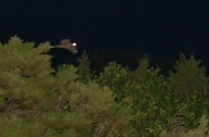 Engoulevent à collier roux  - Elouan Pinck