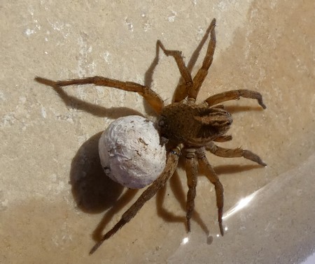 Trochosa sp.  - Georges Roca Filella