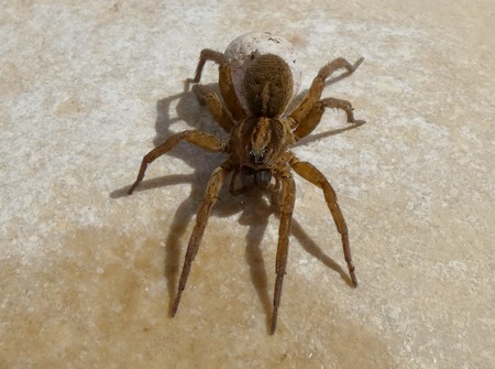 Trochosa sp.  - Georges Roca Filella