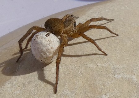 Trochosa sp.  - Georges Roca Filella