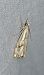 Catoptria falsella 