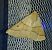 Crocallis elinguaria 