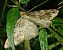Deileptenia ribeata 