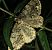 Deileptenia ribeata 