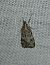 Eudonia mercurella 