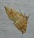 Eulithis populata 