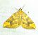 Eulithis populata 