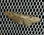 Eupithecia pusillata 