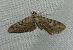 Eupithecia pusillata 