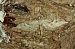 Eupithecia pusillata 