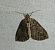 Hydriomena furcata 