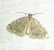 Hydriomena furcata 