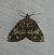 Hydriomena furcata 