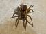 Trochosa sp.  - Georges Roca Filella