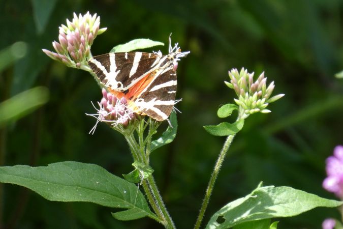 Ecaille chinée  - Françoise Rauzieres (TGB-SSNTG)