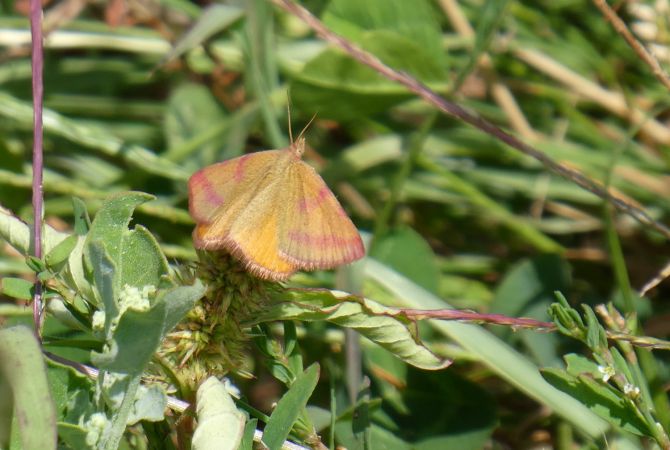 Lythria purpuraria  - Françoise Rauzieres (TGB-SSNTG)