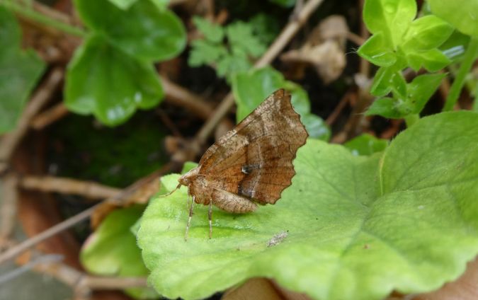 Ennomos illunaire  - Françoise Rauzieres (TGB-SSNTG)